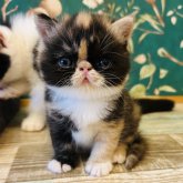 エキゾチックショートヘア