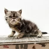 エキゾチックショートヘア