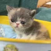 エキゾチックショートヘア