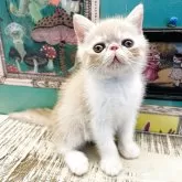 エキゾチックショートヘア