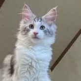 メインクーン【千葉県・男の子・2024年6月15日・シルバータビー&ホワイト】の写真1