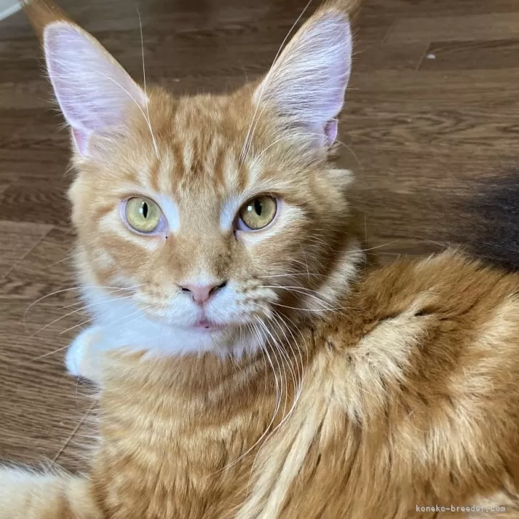 メインクーン【千葉県・女の子・2024年9月22日・レッドタビー&amp;ホワイト】の写真1