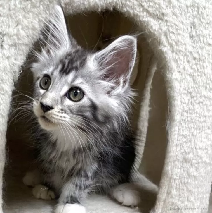 ID：2505-02433の子猫