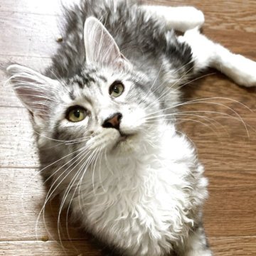 メインクーン【千葉県・女の子・2025年3月14日・シルバータビー&ホワイト】の写真「遊ぶの大好き。食べるよりおもちゃ命です♪」