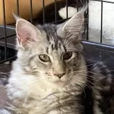 メインクーン