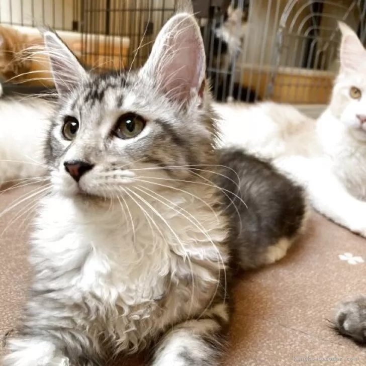 【Queen.J】キャンバスF12号　猫　ねこ　メインクーン　BAEZ3 メインクーンの子猫（オス♂） 霧島店｜ペットショップCoo＆RIKU