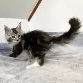 メインクーン【千葉県・女の子・2025年3月14日・シルバータビー&ホワイト】の写真7