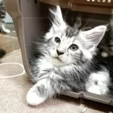 メインクーン【千葉県・女の子・2025年3月14日・シルバータビー&ホワイト】の写真4