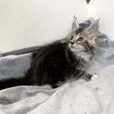 メインクーン【千葉県・女の子・2025年3月14日・シルバータビー&ホワイト】の写真10