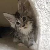 メインクーン【千葉県・女の子・2025年3月14日・シルバータビー&ホワイト】の写真6