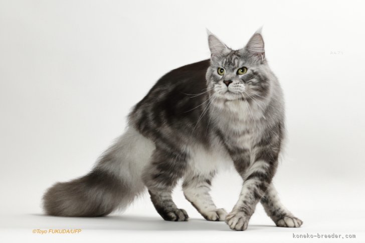 山口　泰子(やまぐち　やすこ)ブリーダー(神奈川県・メインクーンなど・TICA/GCS登録)の紹介写真3