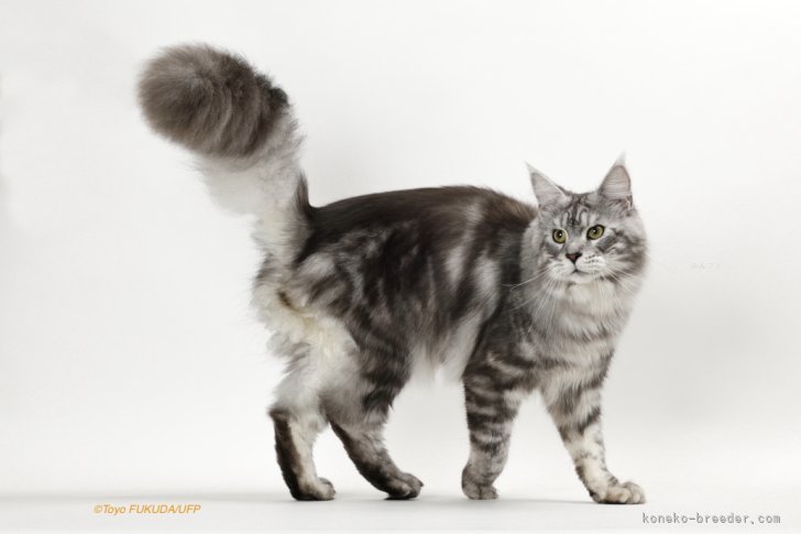 山口　泰子(やまぐち　やすこ)ブリーダー(神奈川県・メインクーンなど・TICA/GCS登録)の紹介写真4