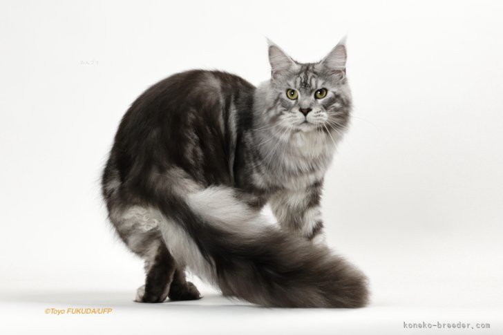 山口　泰子(やまぐち　やすこ)ブリーダー(神奈川県・メインクーンなど・TICA/GCS登録)の紹介写真5