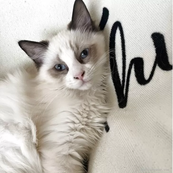 T.H 様のお迎えした子猫