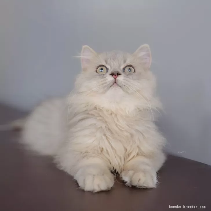 ID:2409-02031の子猫