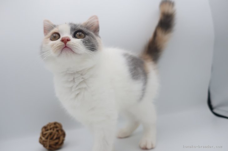 ブリティッシュショートヘア【・女の子・2023年6月13日・ダイリュートキャリコ】