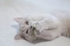 ブリティッシュショートヘア【東京都・女の子・2025年8月13日・ライラック】の写真4