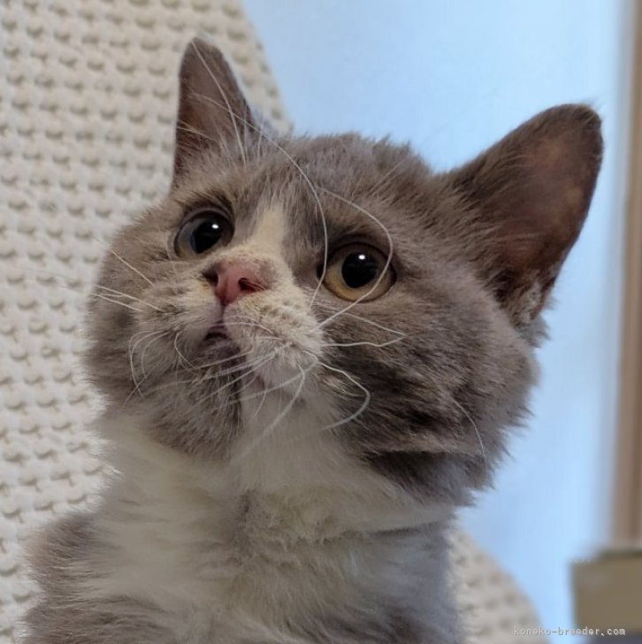 ブリーダー画像