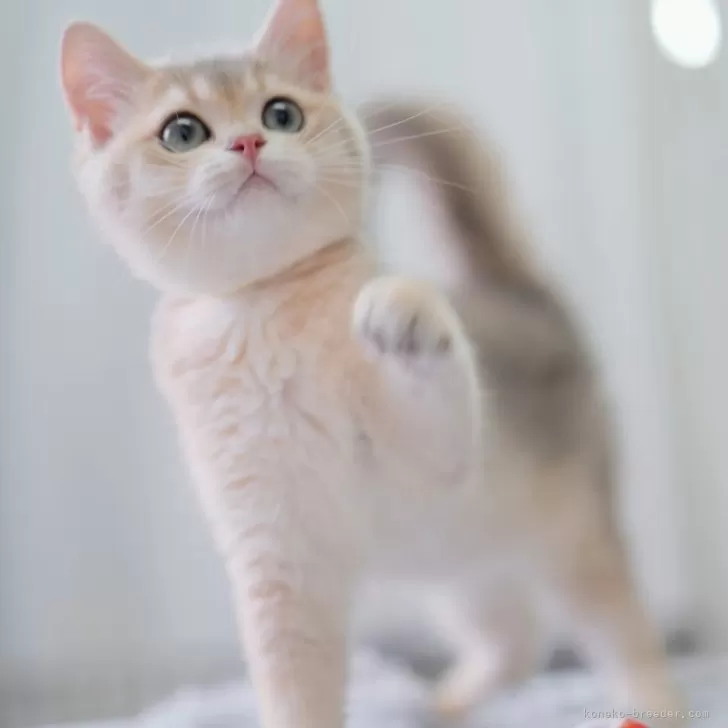 ID：2603-02666の子猫