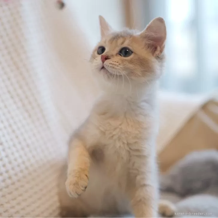 ID：2508-01671の子猫