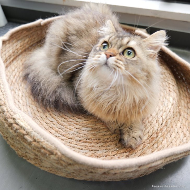 ブリーダー画像