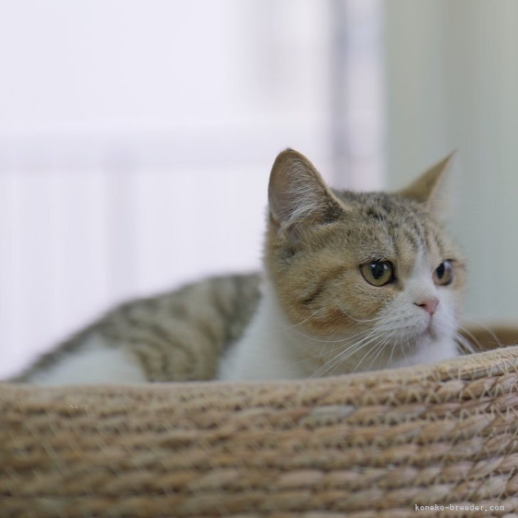 ブリーダー画像