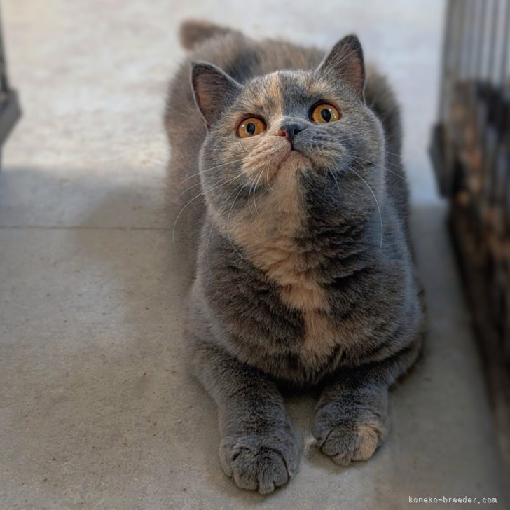 ブリーダー画像