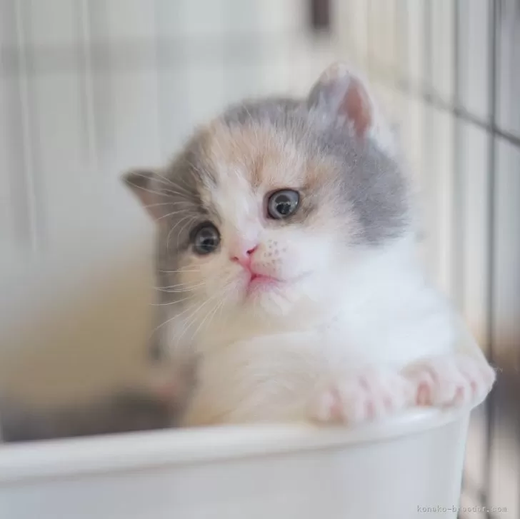 ID：2601-00145の子猫