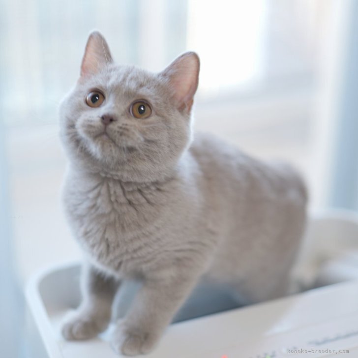 ブリーダー画像