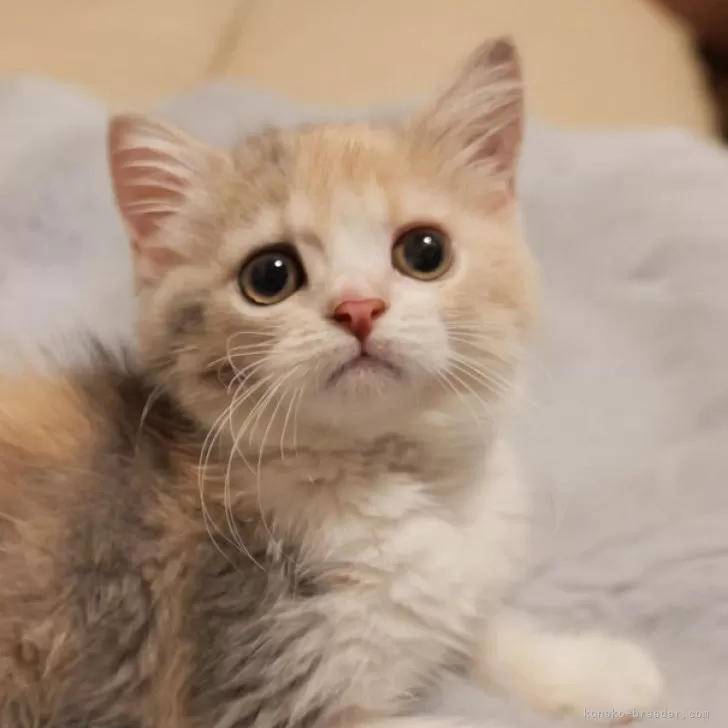 A.M 様のお迎えした子猫