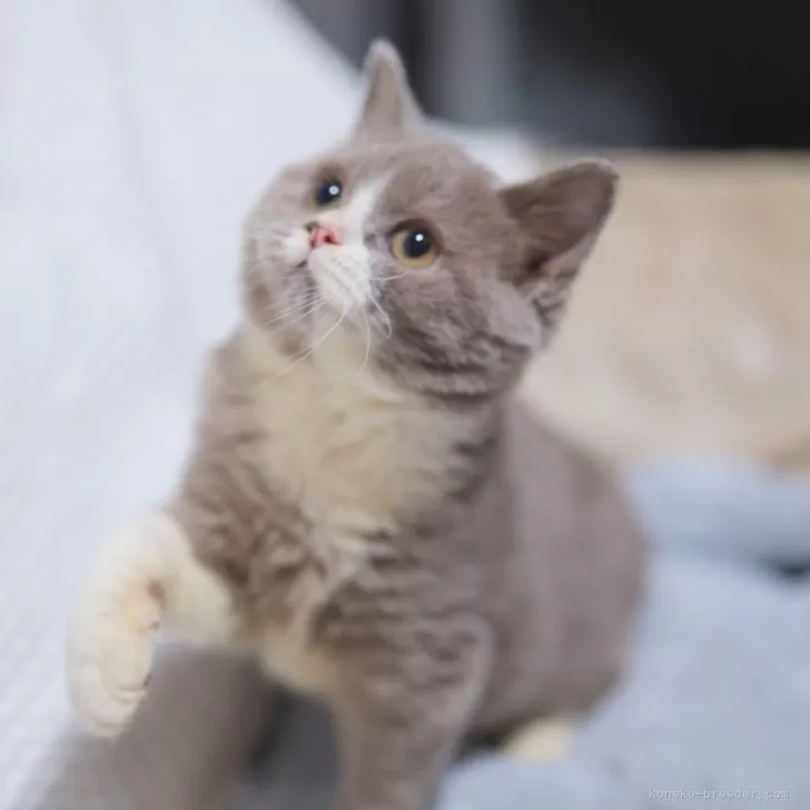 Y.M 様のお迎えした子猫