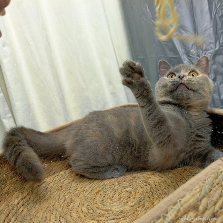 ブリーダー画像