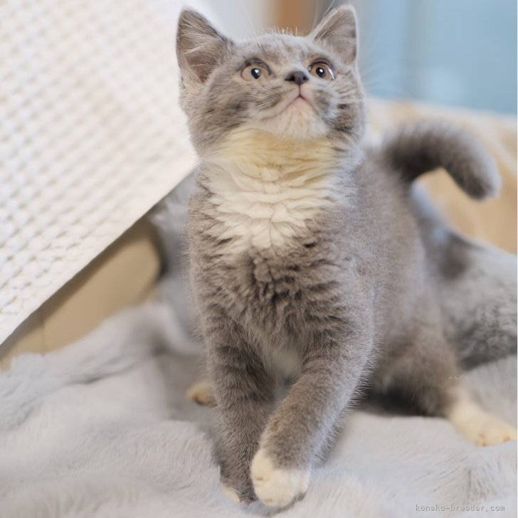 ブリーダー画像