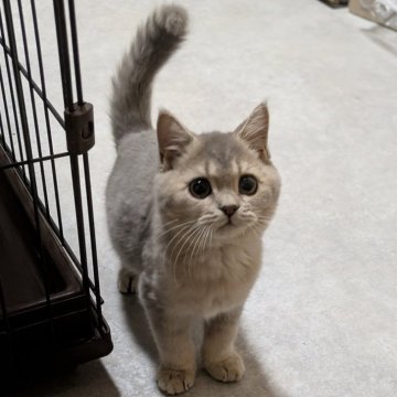 ブリティッシュショートヘア【東京都・男の子・2025年7月13日・ブルーゴールデン（ショートヘア）】の写真「🏆チャンピオン家系🏆福島県いわき店でも見学可」