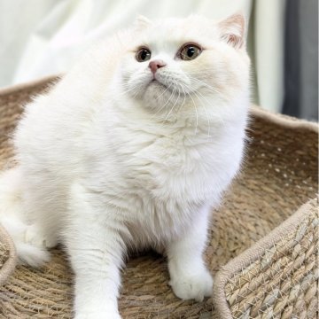 スコティッシュフォールド(折れ耳)【東京都・女の子・2025年1月31日・カメオホワイト（ショートヘア）】の写真「🏆チャンピオン家系🏆福島県いわき店でも見学可」