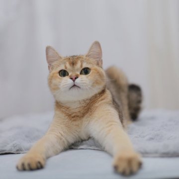 ブリティッシュショートヘア
