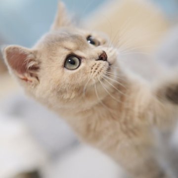 ブリティッシュショートヘア【東京都・男の子・2025年7月13日・ブルーゴールデン（ショートヘア）】の写真「🏆チャンピオン家系🏆福島県いわき店でも見学可」