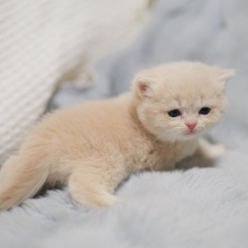 ブリティッシュショートヘア【東京都・男の子・2025年10月5日・カメオ（ショートヘアー）】の写真「🏆チャンピオン家系🏆福島県いわき店でも見学可」