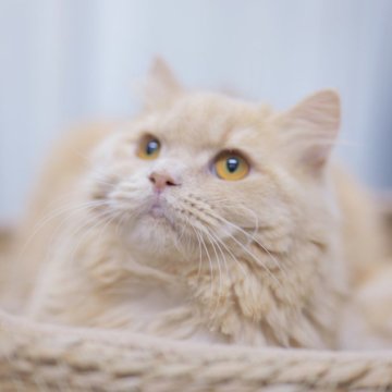 ブリティッシュショートヘア【東京都・男の子・2025年2月1日・クリーム（ロングヘアー）】の写真「🏆チャンピオン家系🏆福島県いわき店でも見学可」