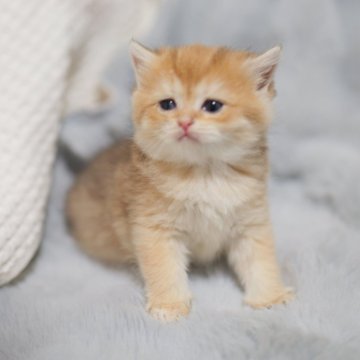 ブリティッシュショートヘア【東京都・女の子・2025年10月5日・チョコレートゴールデン（ショートヘアー）】の写真「🏆チャンピオン家系🏆福島県いわき店でも見学可」