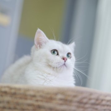 ブリティッシュショートヘア【東京都・女の子・2025年2月15日・シェーデッドシルバー（ショートヘアー）】の写真「🏆チャンピオン家系🏆福島県いわき店でも見学可」