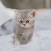 ブリティッシュショートヘア