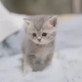 ブリティッシュショートヘア