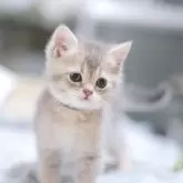 ブリティッシュショートヘア