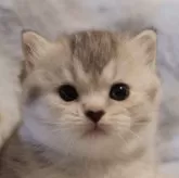 ブリティッシュショートヘア【東京都・女の子・2025年8月1日・シェーデットシルバー】の写真1