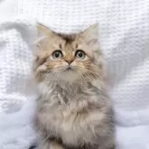 ブリティッシュショートヘア