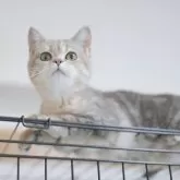 ブリティッシュショートヘア【東京都・女の子・2025年7月7日・ブルーテックドタビー】の写真1「まんまるお顔の女の子❤️」