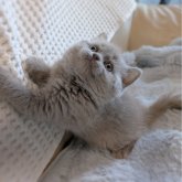 ブリティッシュショートヘア