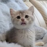 ブリティッシュショートヘア
