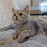 ブリティッシュショートヘア